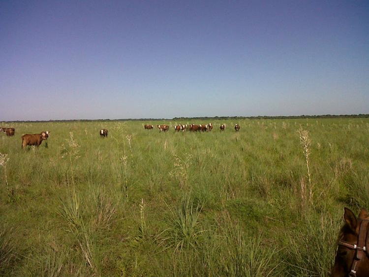 3200 hectareas ganaderas Ituzaingo Corrientes