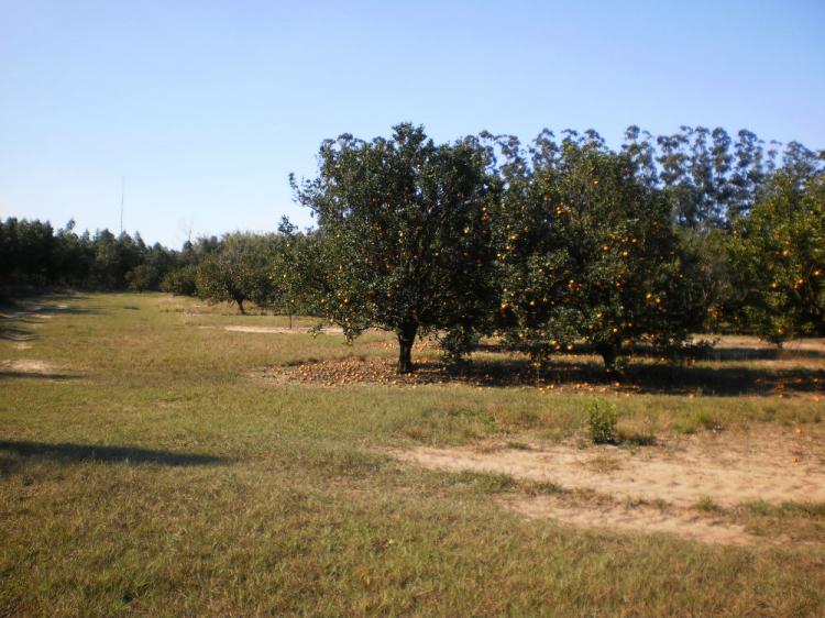 CAMPO DE 420 HECTÁREAS CON MAQUINARIAS