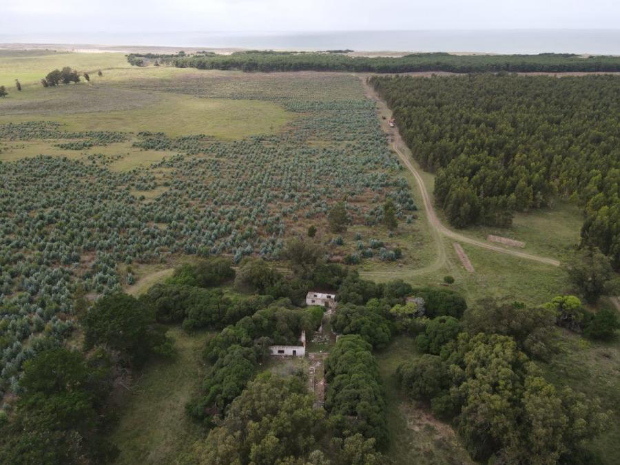 Foto Campo en Venta en Necochea, Buenos Aires - 210 hectareas - U$D 1.050.000 - CPV117792 - BienesOnLine