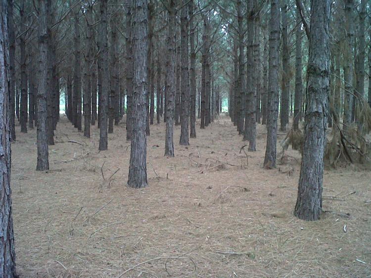 CAMPO FORESTADOS (SANTA ROSA CORRIENTES)