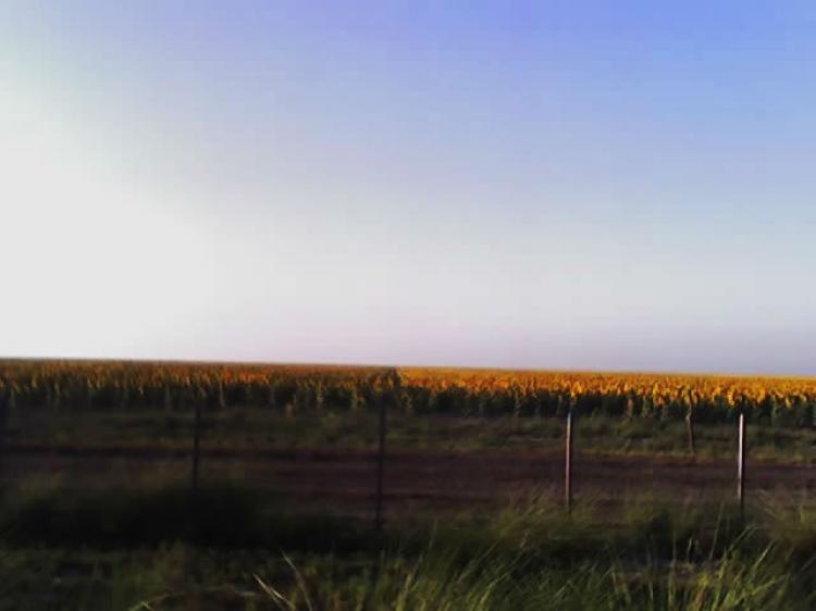 Campo agrícola en Bandera Santiago del Estero 1062has vendo