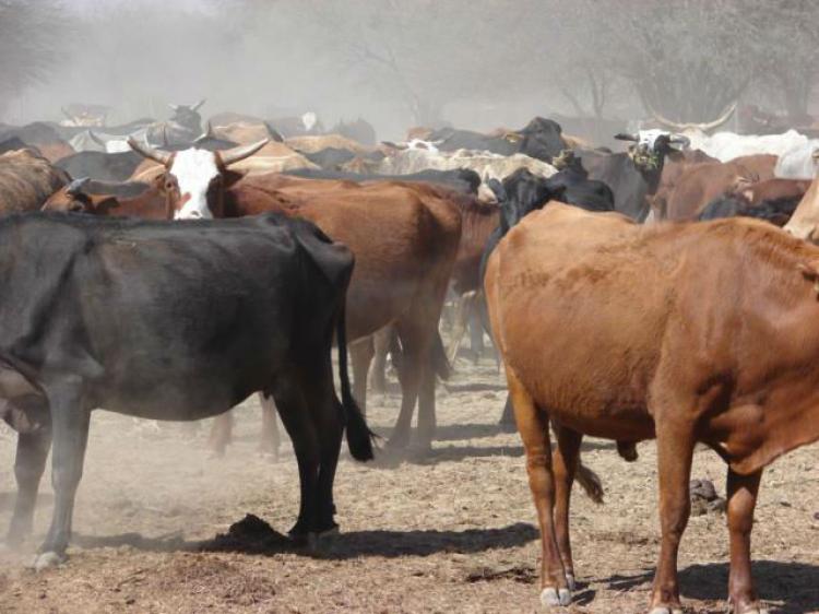 COMPRO A PROPIETARIO CAMPO MIXTO EN SANTIAGO DEL ESTERO