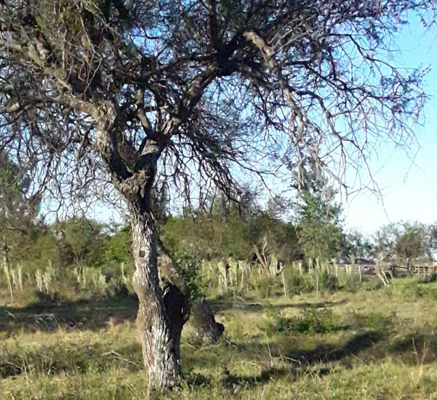 Foto Terreno en Venta en Gualeguaychú, Entre Rios - U$D 70.000 - TEV108861 - BienesOnLine