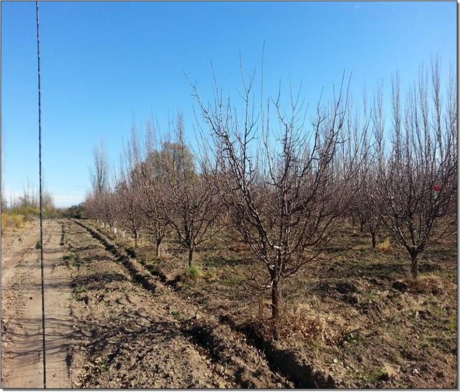 VENDE FINCA EN SAN RAFAEL - MENDOZA (ARGENTINA)