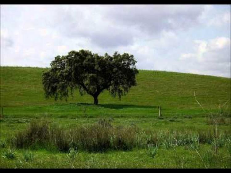 VENDO 126HA SOBRE RUTA EN LA PAZ ENTRE RIOS