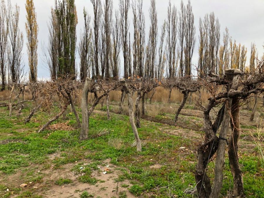 VENDO FINCA EN SAN RAFAEL - MENDOZA