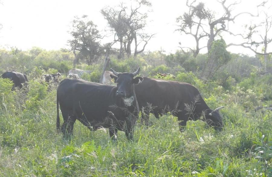 VENTA DE CAMPO GANADERO DE 300 HAS EN JJ CASTELLI, CHACO, ARGENTINA