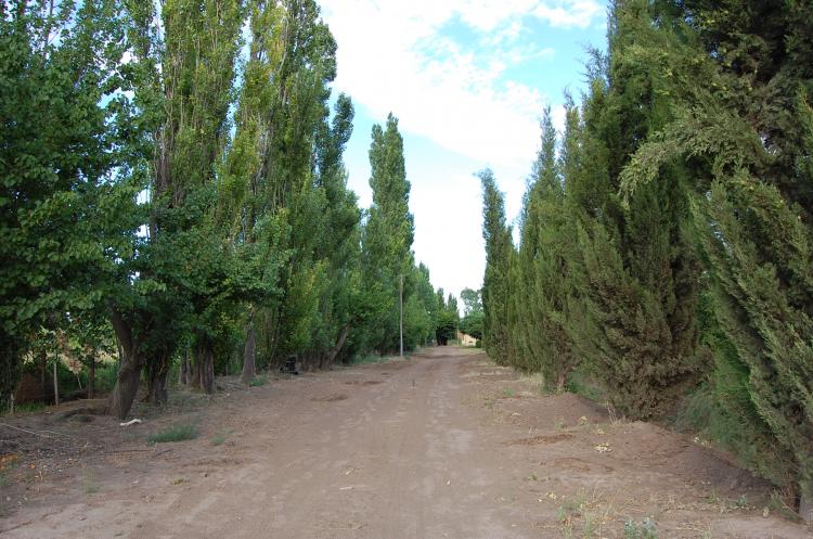 venta finca con casa quinta en Jaime Prats .San Rafael.Pcia de Mendoza