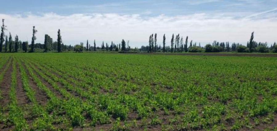 Terreno en Venta en Caliboro Los Angeles, Biobio