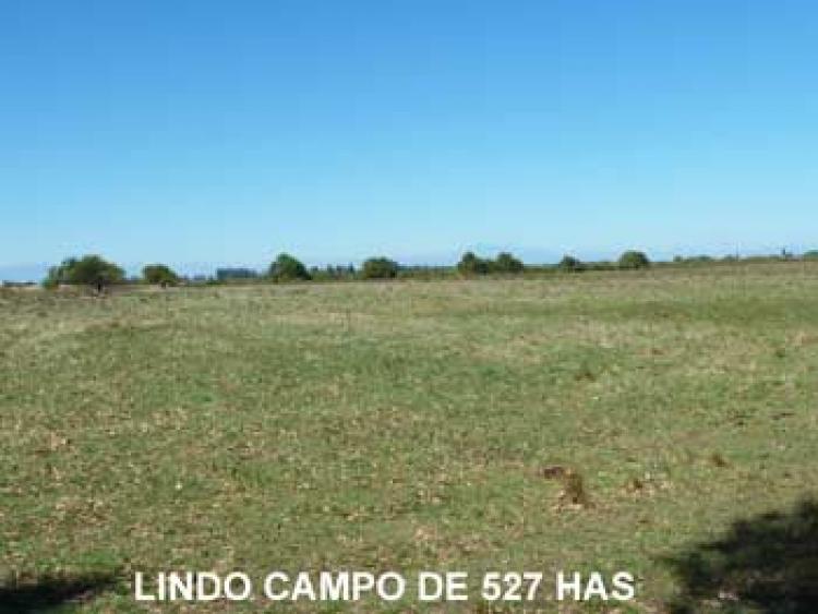 CAMPO DE 527 HAS EN CHILLAN APTO AVELLANOS, Vende PROAGRO PROPIEDADES