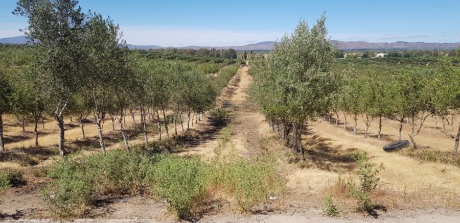 Campo-Fundo con olivos y almazara. Aptitud frutal y vitivinícola. Marchigüe, VI región.