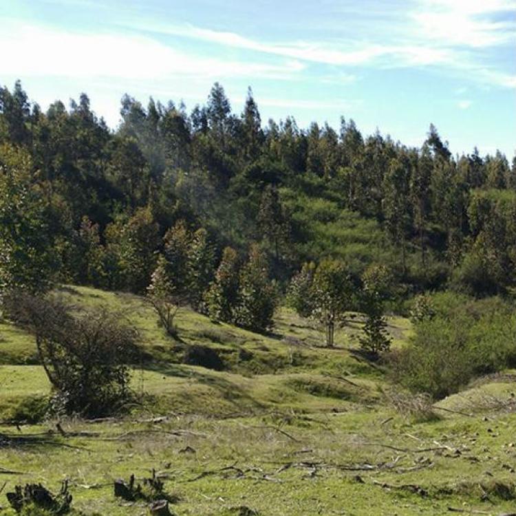 Hermosas Parcelas de Agrado 5000 m2