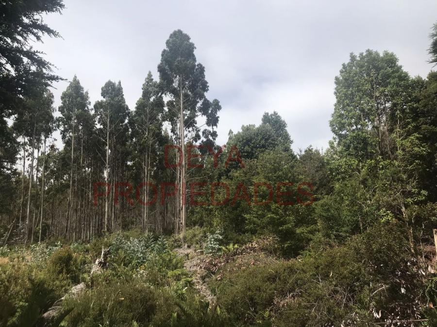 Foto Terreno en Venta en Ancud, Chiloe - $ 20.000.000 - TEV152886 - BienesOnLine