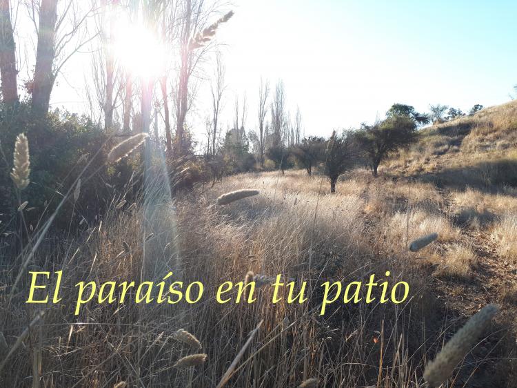 PARCELAS DE AGRADO CON BELLO PAISAJE DE ALAMOS, LITUECHE