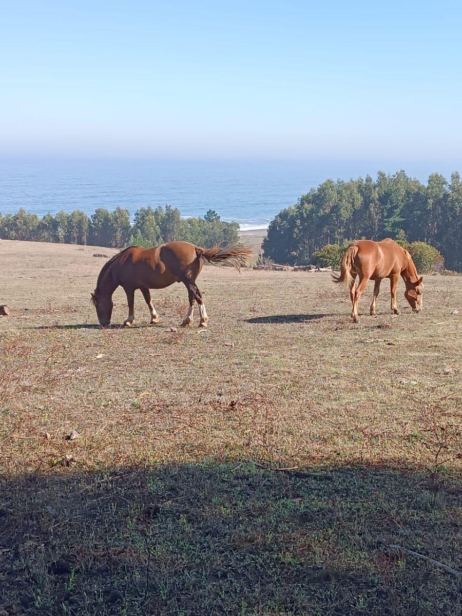 Foto Parcela en Venta en La Orilla, Ñuble - $ 60.000.000 - PAV150658 - BienesOnLine