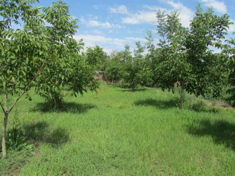 PROPIEDADES AMARO VENDE TERRENO EN SECTOR DE BUCALEMU