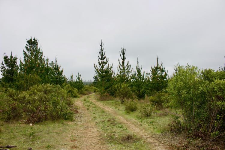 Proyecto de Parcelas en Pichilemu