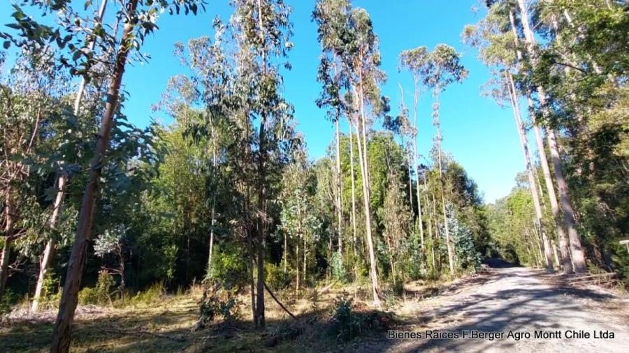 Se vende campo de 25 hectáreas sector de Automo Chamiza ubicado a 20 km de Puerto Montt