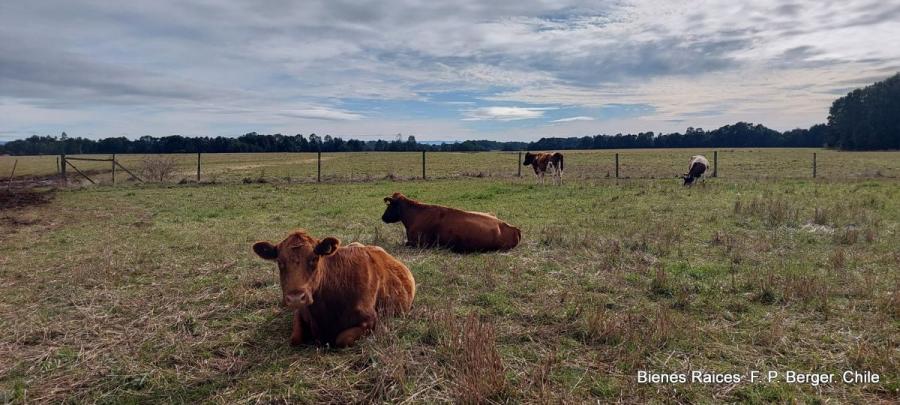 Foto Agricola en Venta en Fresia, Llanquihue - 330 hectareas - U$D 5.350.000 - AGV152674 - BienesOnLine