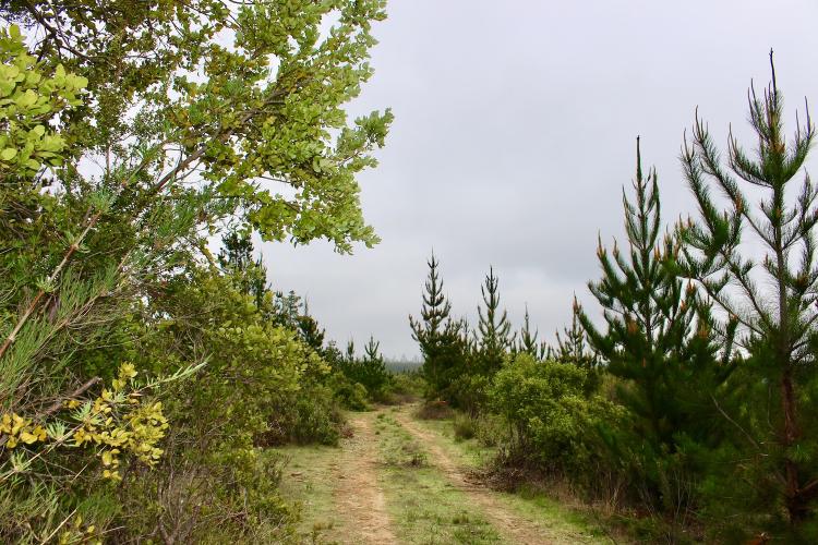 Venta de Parcelas de Agrado en Pichilemu