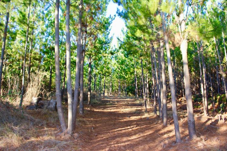 Venta de Parcelas de Agrado en Pichilemu