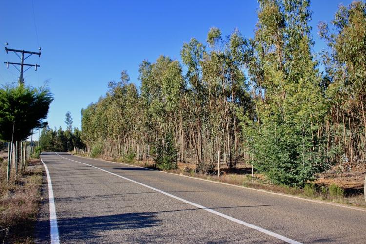 Venta de Parcelas en Pichilemu