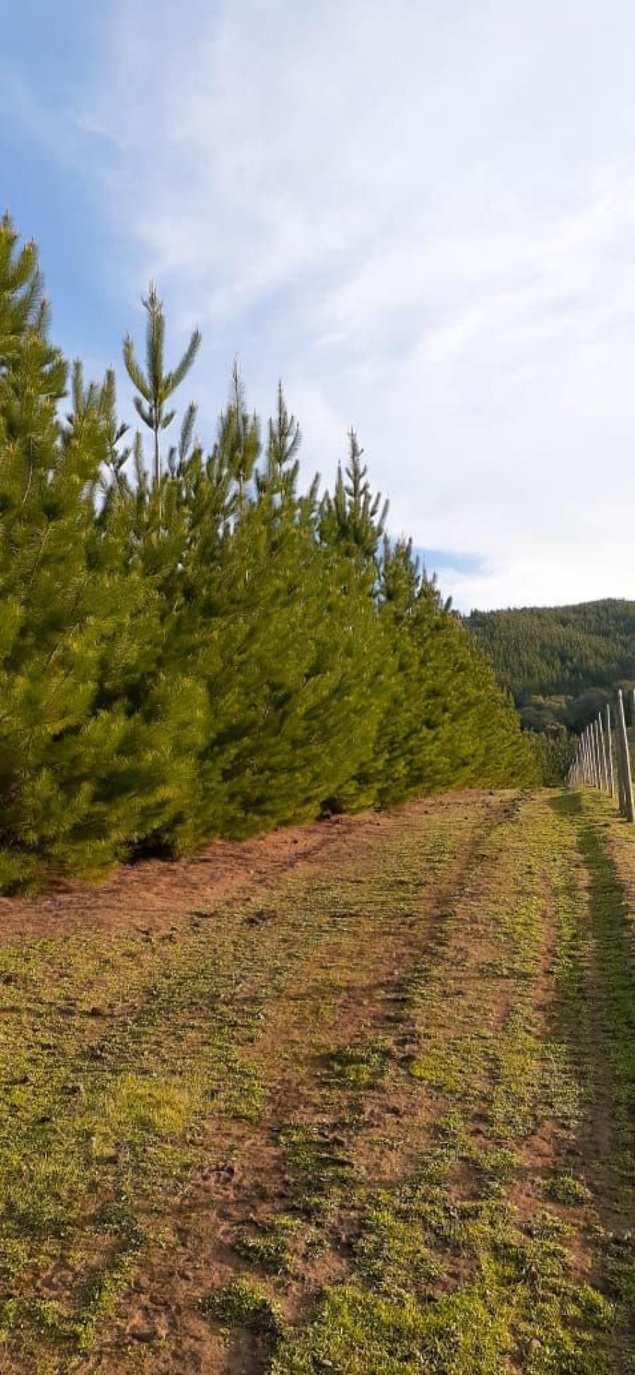 Venta Plantaciones de Pino (terrenos y arboles)