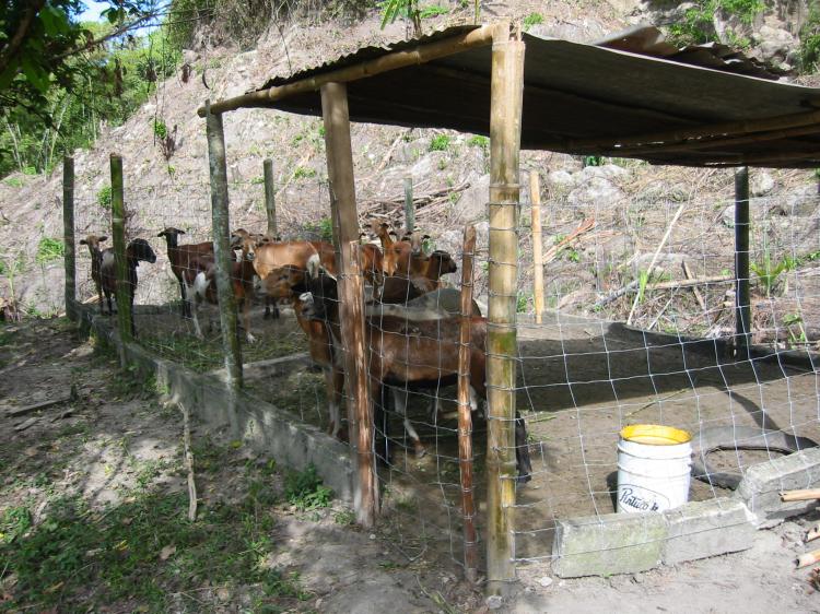 VENDO FINCA EN GUARINOCITO, CALDAS