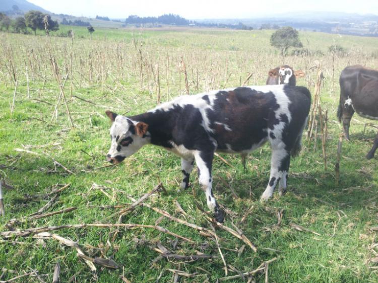 finca agroganadera  oportunidad negocio valorizacion