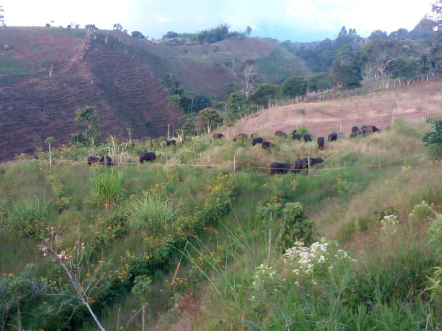 Finca Ganadera