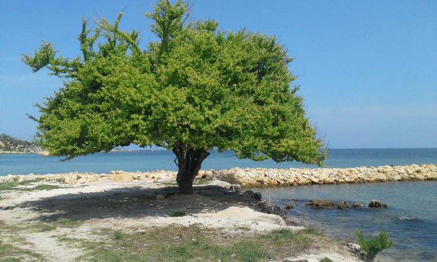 FINCA ISLA TIERRA BOMBA CARTAGENA SE VENDE