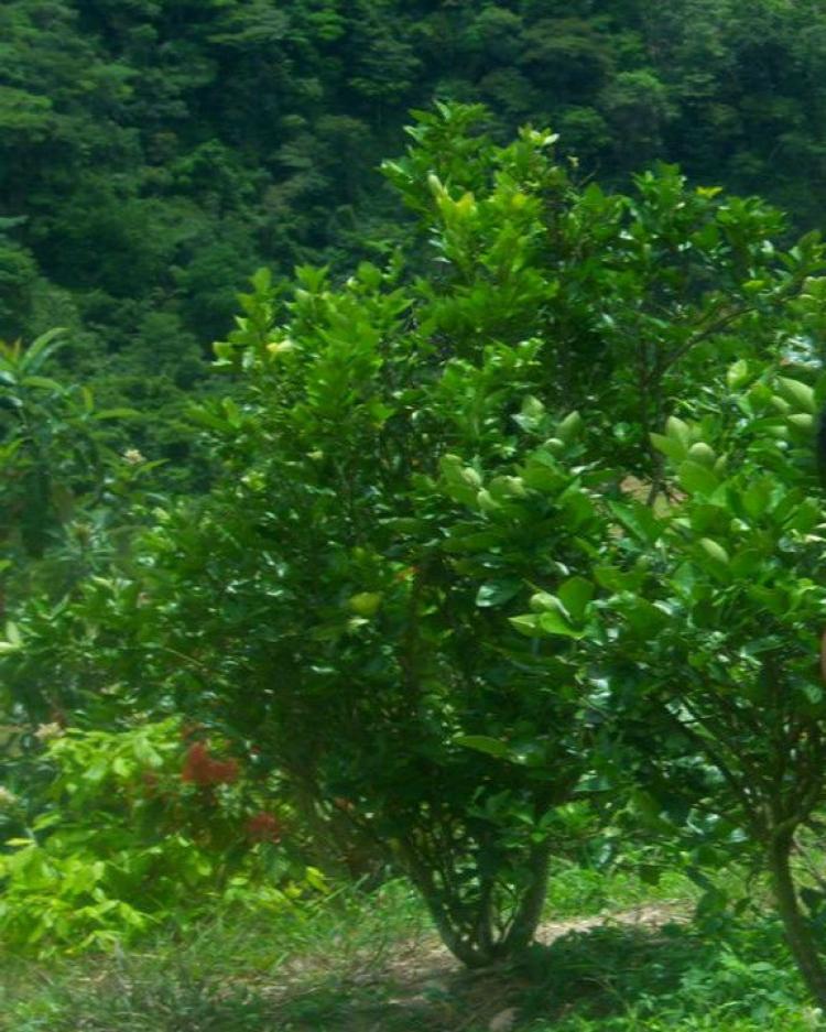 finca san cayetano - lebrija- santander