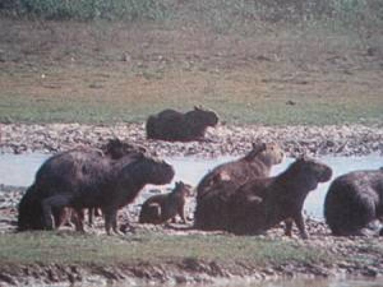 vendo finca casanare 200 hectareas aguas pastos cercas