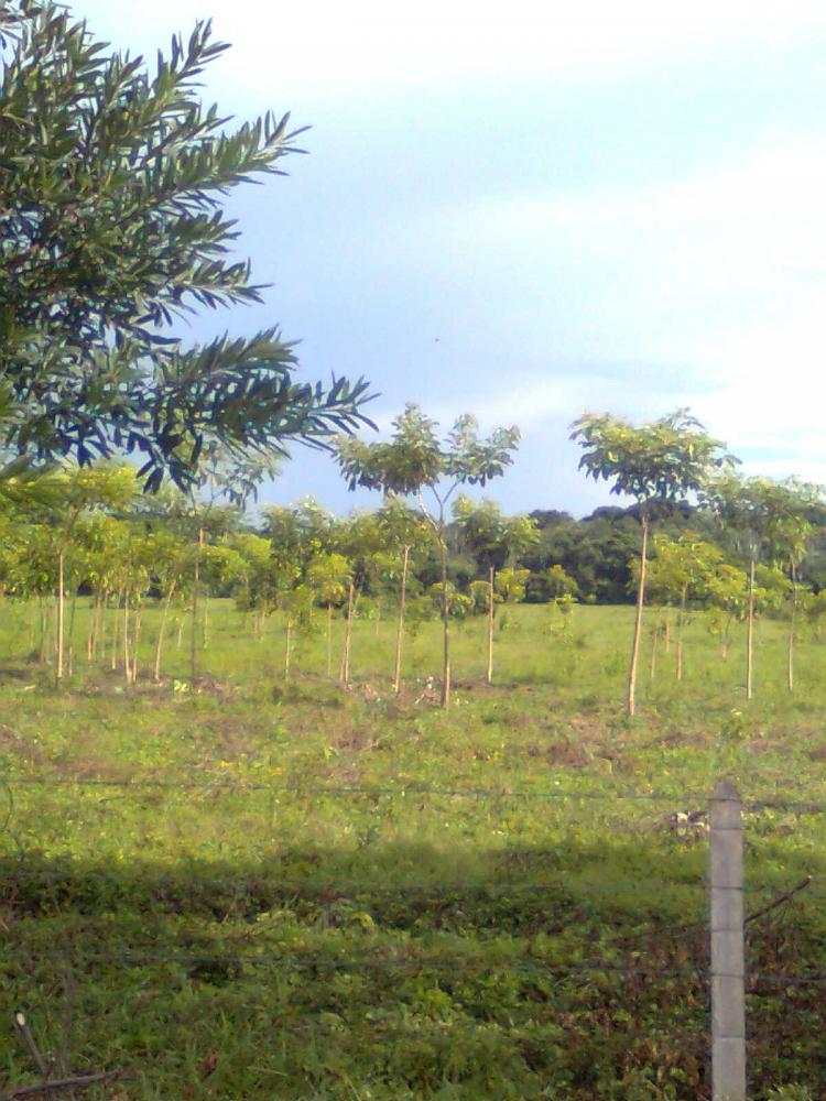 vendo finca yopal casanare