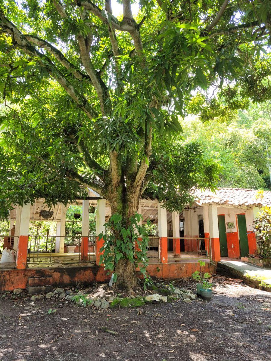 Foto Lote en Venta en Santa Fe de Antioquia, Santa Fe de Antioquia, Antioquia - $ 572.000.000 - LOV209885 - BienesOnLine