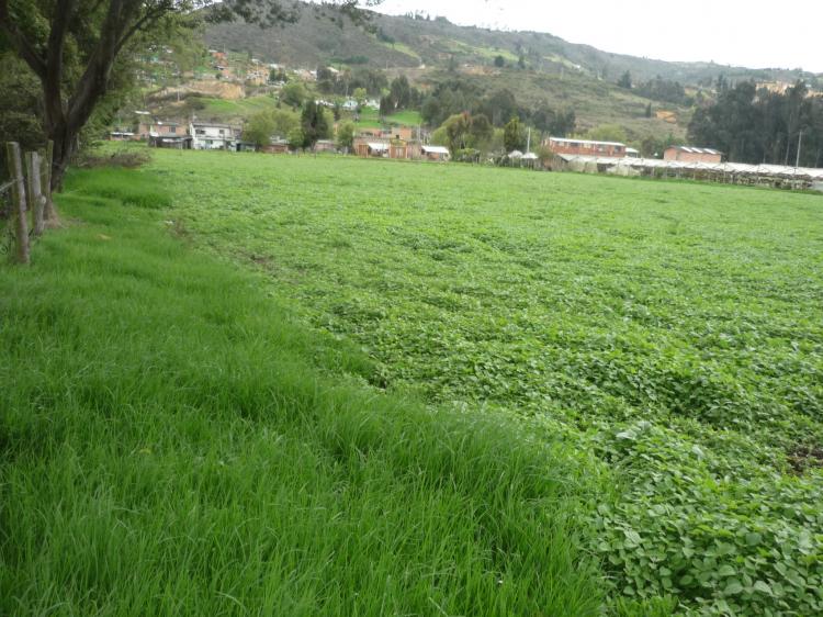 Foto Lote en Venta en , Cundinamarca - $ 795.000.000 - LOV9795 - BienesOnLine