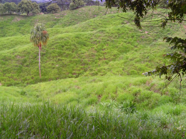 Finca ganadera de 200 hectáreas