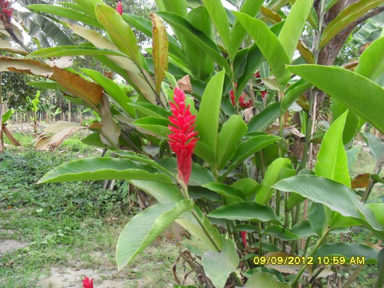 vendo finca en el queremal vereda machado