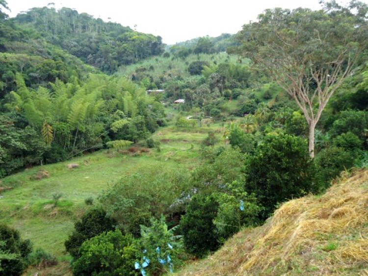 SE VENDE EXCELENTE FINCA EN PRODUCCION MARIQUITA TOLIMA