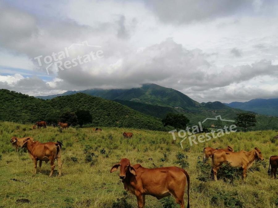 Foto Finca en Venta en Jerusalén, Cundinamarca - 135 hectareas - $ 6.000.000.000 - FIV205286 - BienesOnLine