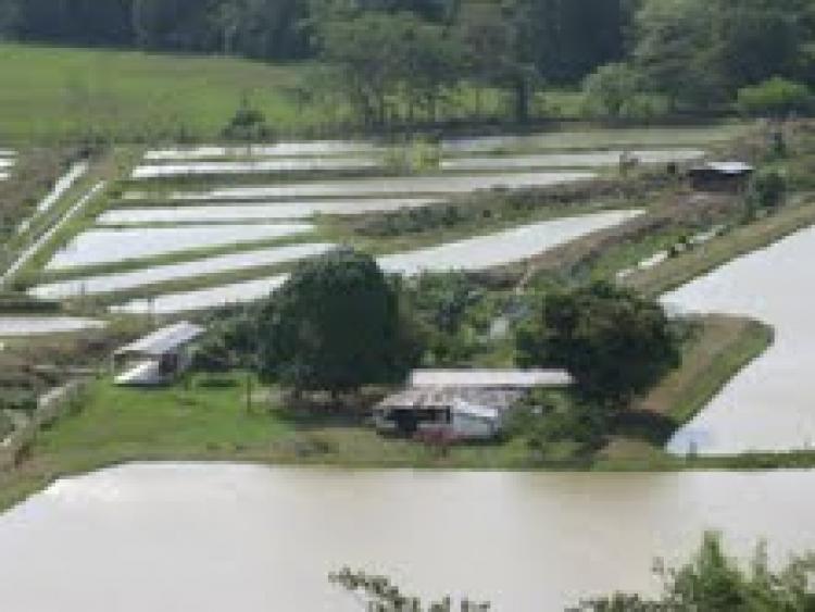 Vendo Finca de Producción en Paratebueno