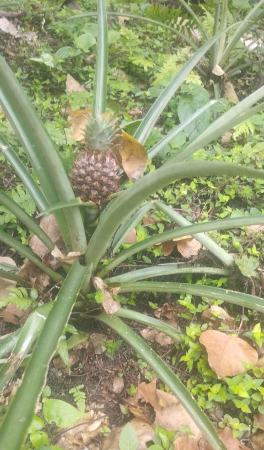 VENDO LOTE  SEMIPLANO VIA A MESITAS EL COLEGIO