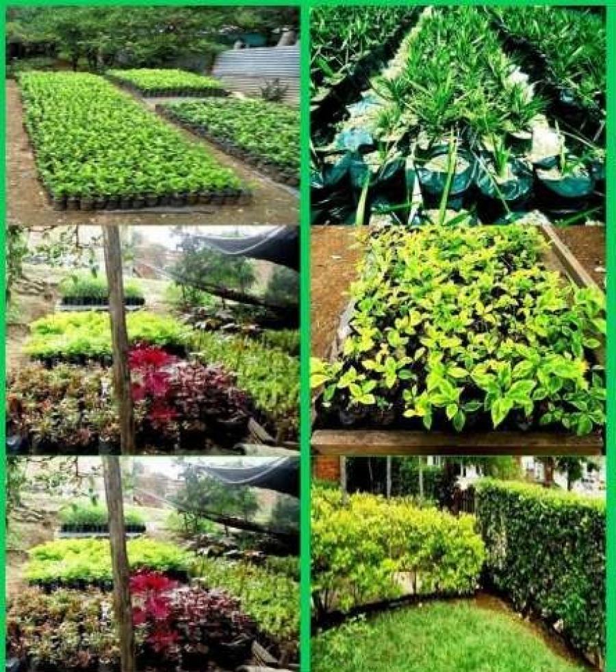 vendo swinglea limon y duranta arbustiva, también tengo plantas para decorar jardines CEL.3108264979