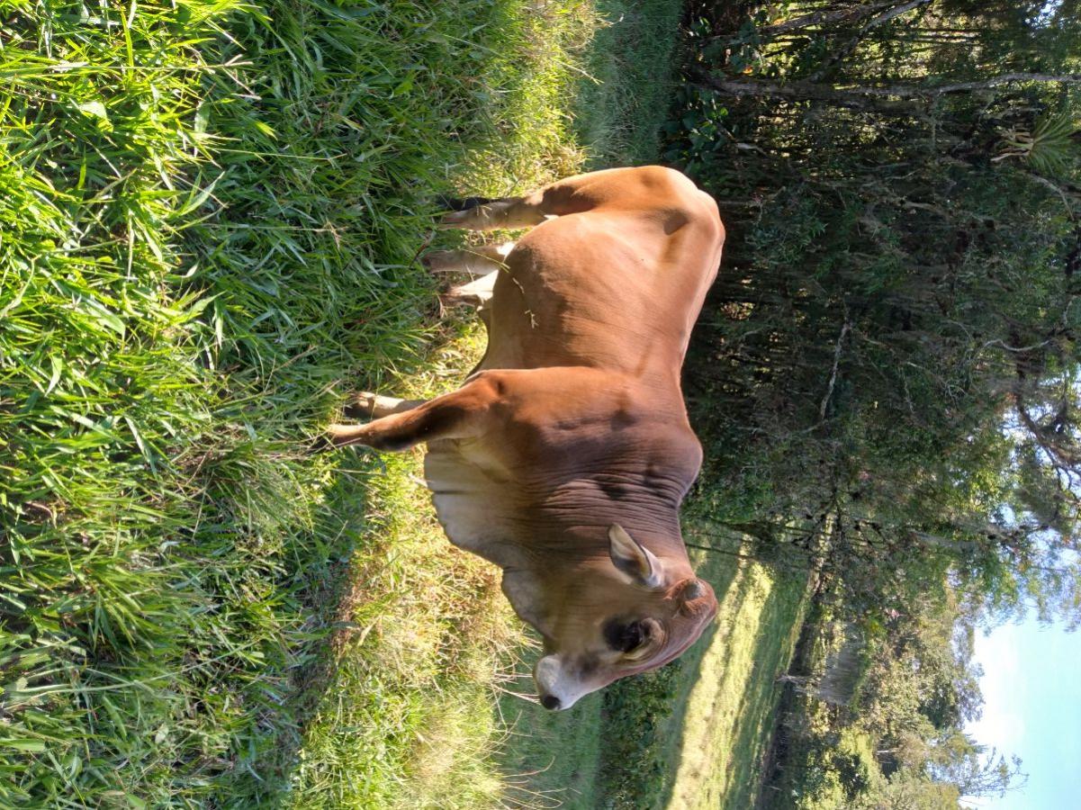 Foto Finca en Venta en Garagoa, Boyacá - $ 150.000.000 - FIV185855 - BienesOnLine