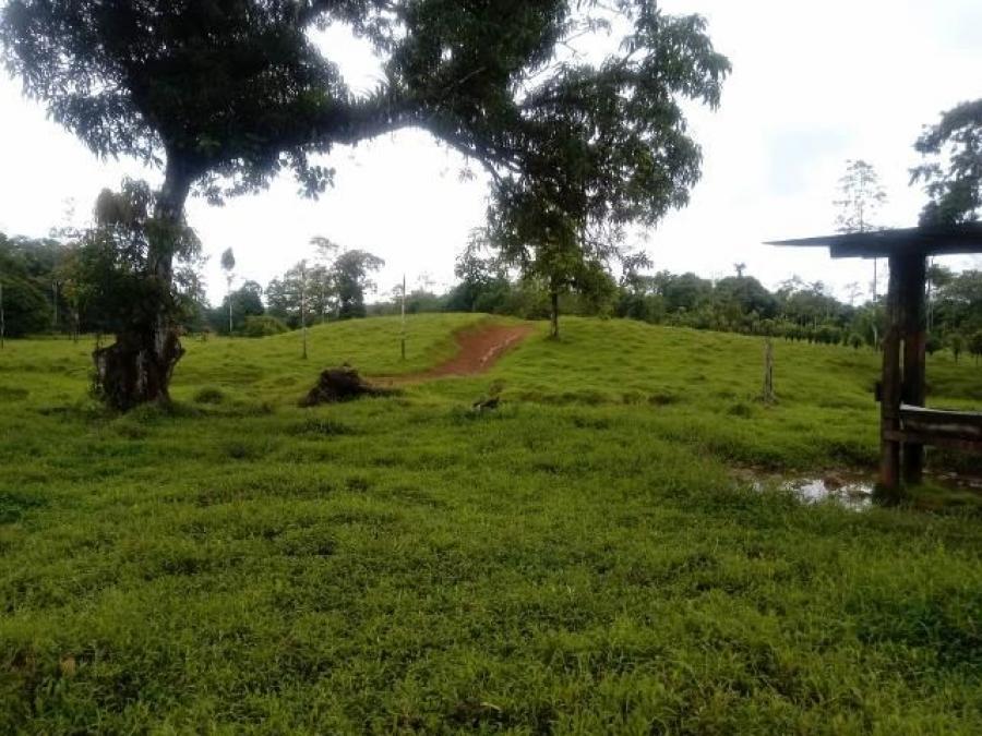 Foto Terreno en Venta en Guapiles, Pococ, Limn - ¢ 79.000.000 - TEV27215 - BienesOnLine