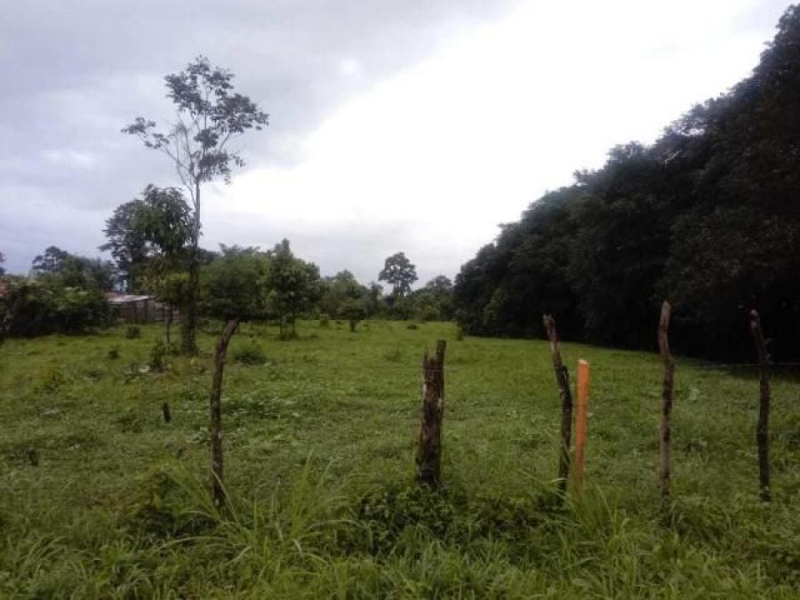 Foto Terreno en Venta en Guapiles, Pococ, Limn - ¢ 11.000.000 - TEV31472 - BienesOnLine