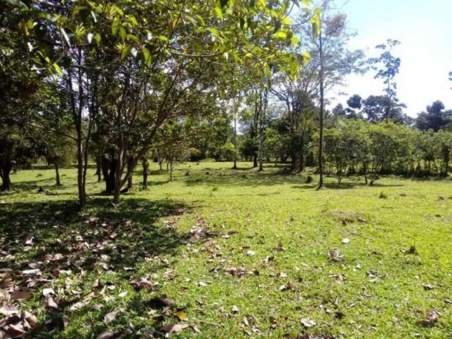 Foto Terreno en Venta en Guapiles, Pococí, Limón - ¢ 380.000.000 - TEV32558 - BienesOnLine