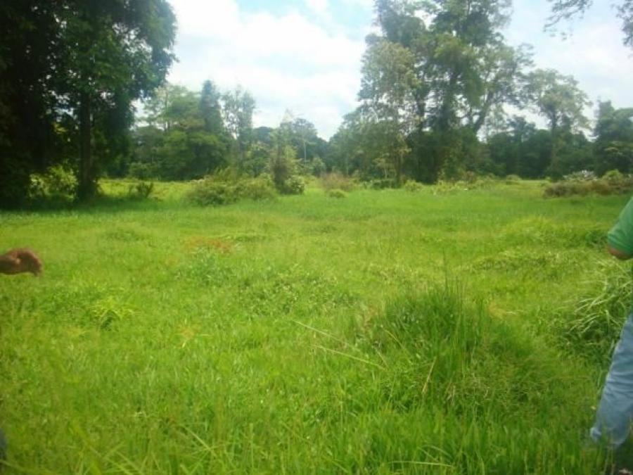 Foto Terreno en Venta en Guacimo, Guácimo, Limón - ¢ 589.000.000 - TEV27214 - BienesOnLine