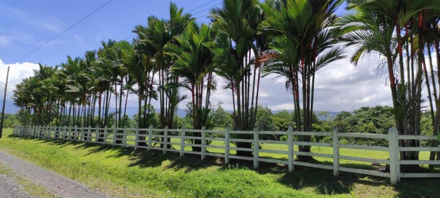 Foto Terreno en Venta en Guapiles, Pococí, Limón - ¢ 69.000.000 - TEV34235 - BienesOnLine