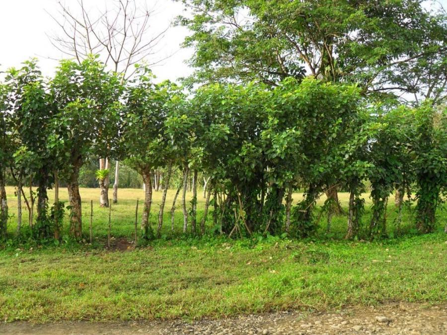 Foto Finca en Venta en Cuatro Bocas., Upala, Alajuela - 3 hectareas - ¢ 17.000.000 - FIV105402 - BienesOnLine